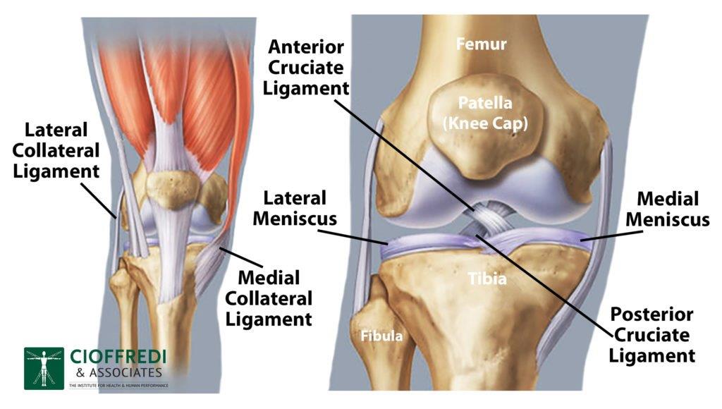 Anatomy of a Knee